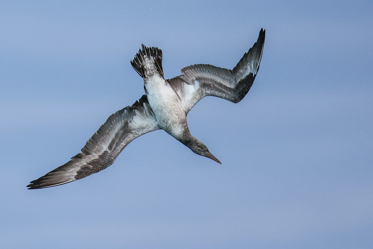 Сула атлантична - ML645604777