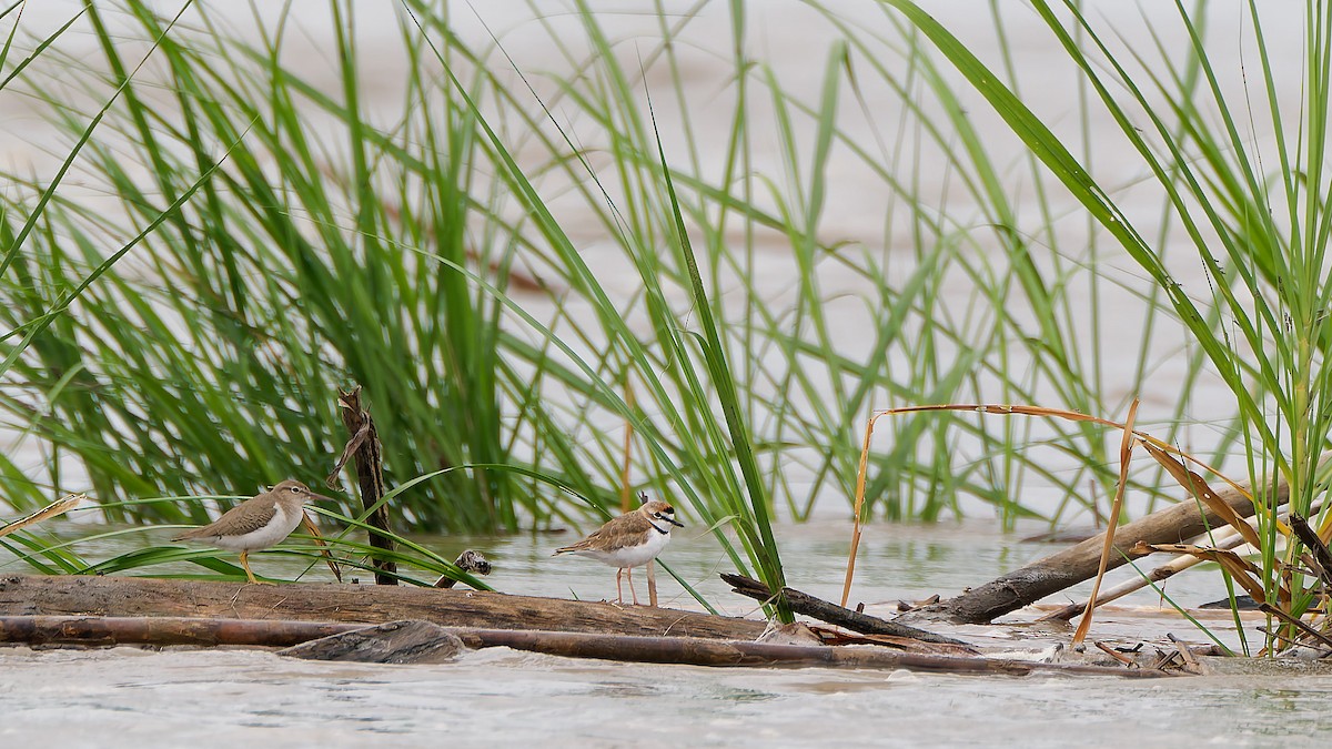 Collared Plover - ML645604784