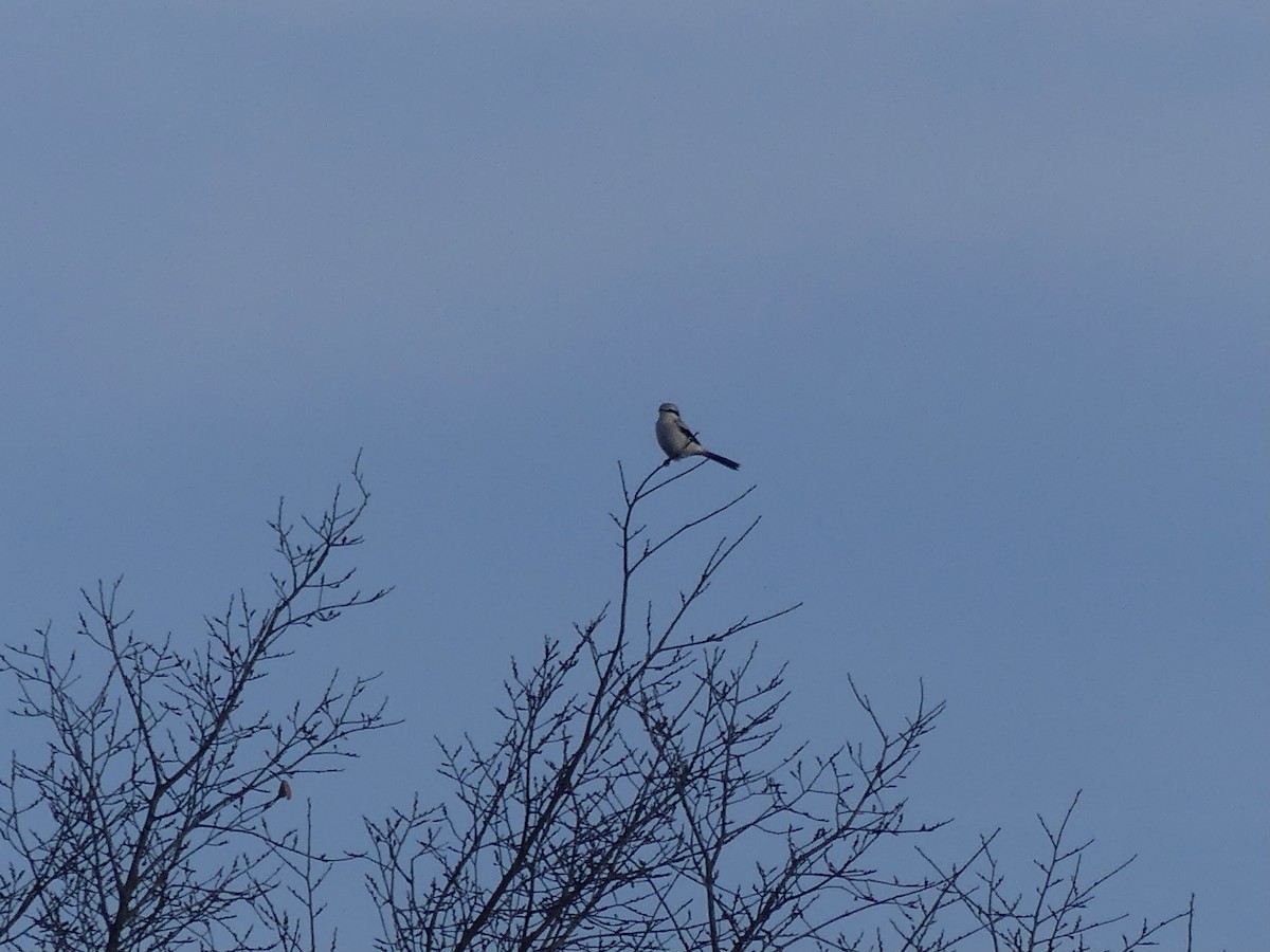 Northern Shrike - ML645604791