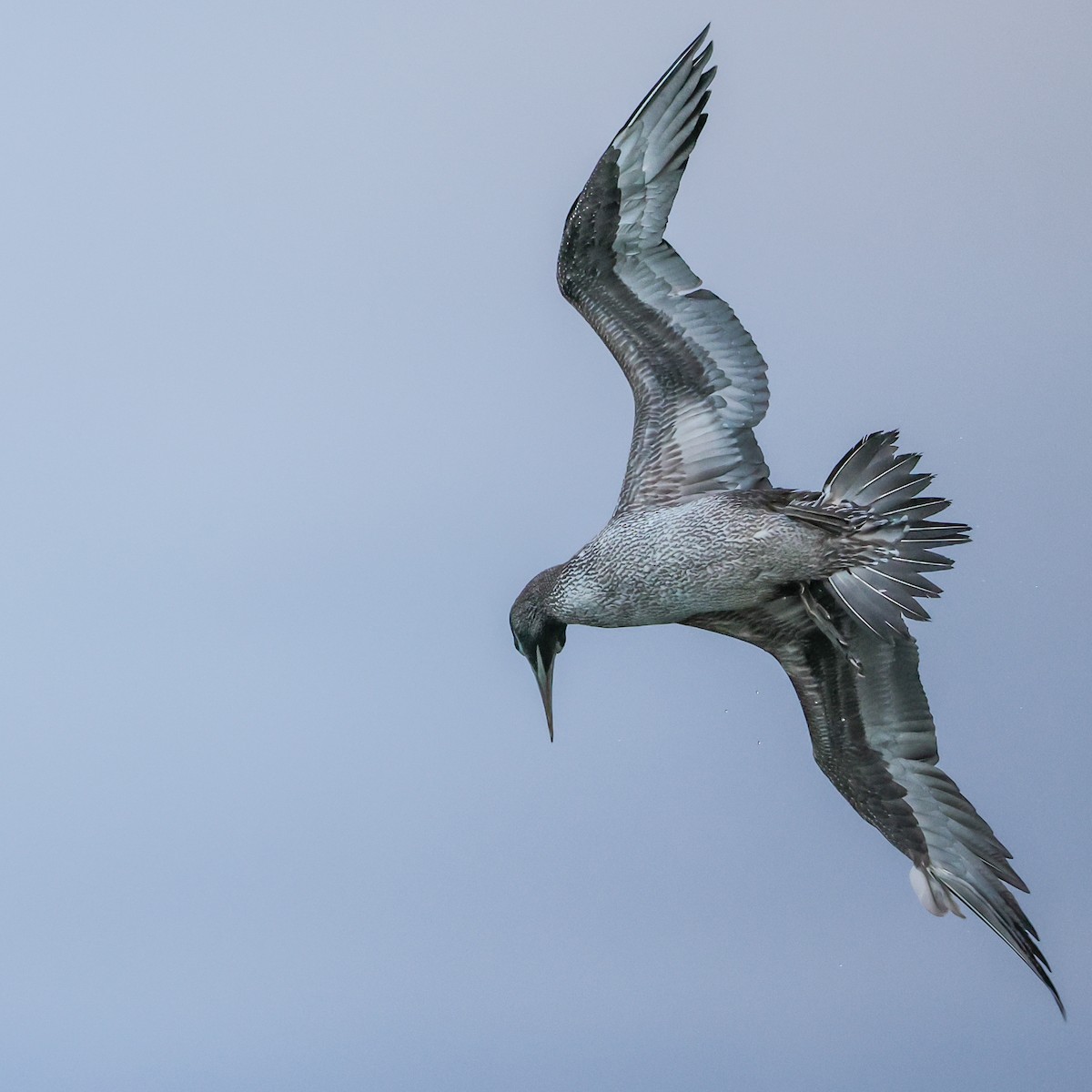 Сула атлантична - ML645604795