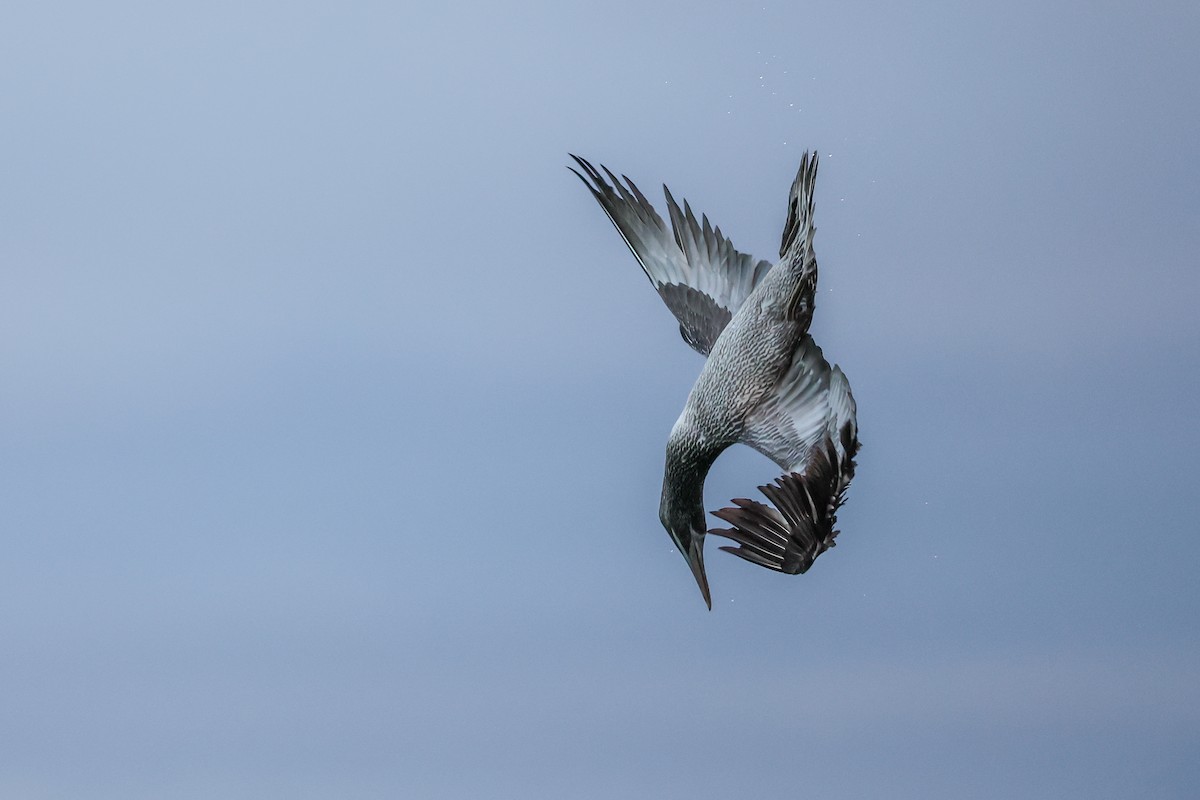 Сула атлантична - ML645604796