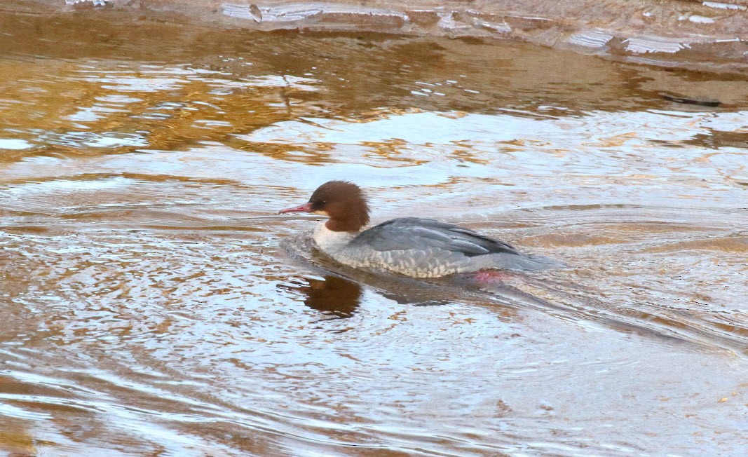 Common Merganser - ML645604797