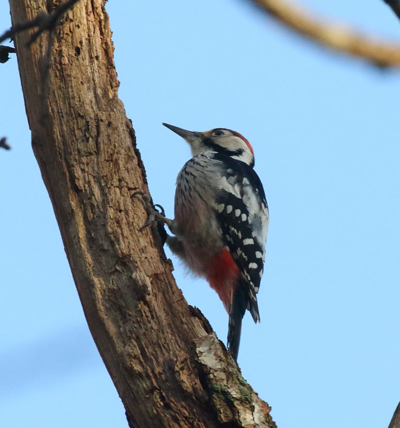 White-backed Woodpecker - ML645604804