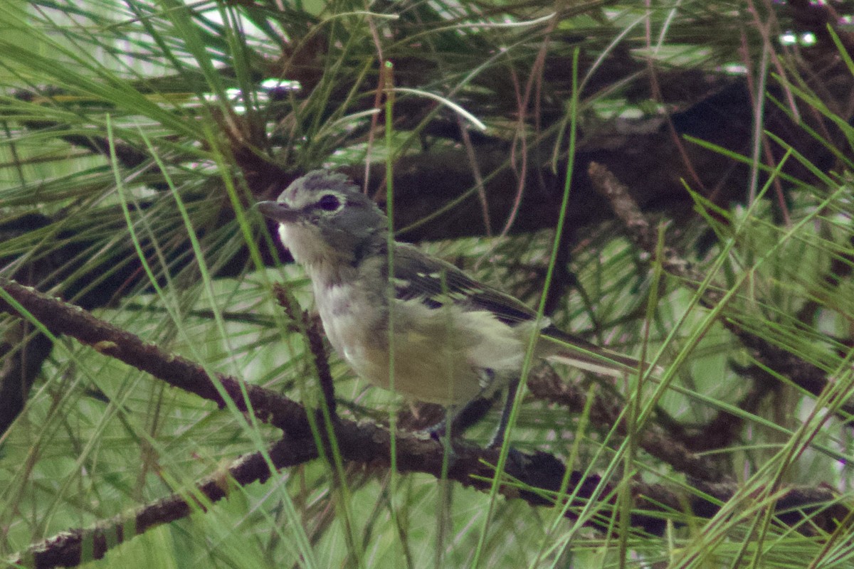 Plumbeous Vireo - ML645604808