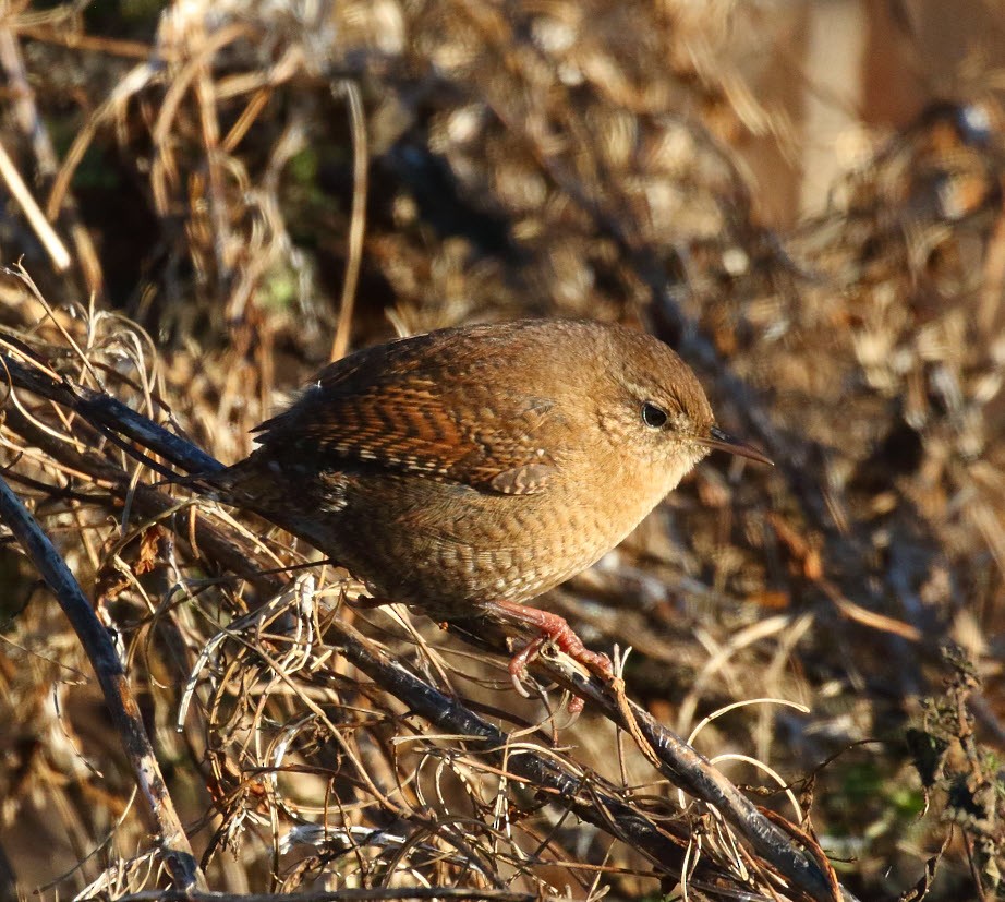 Eurasian Wren - ML645604817