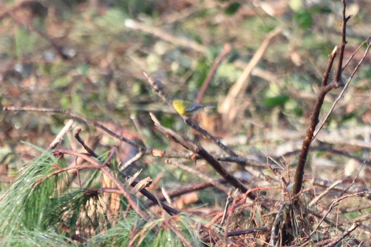 סבכון אורנים - ML645604818