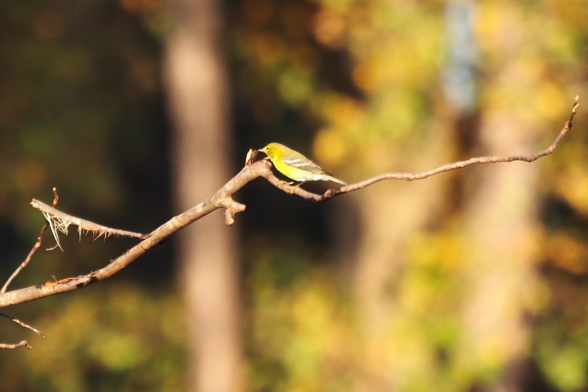סבכון אורנים - ML645604819