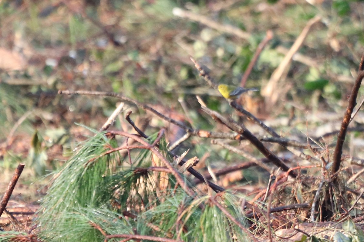 סבכון אורנים - ML645604820