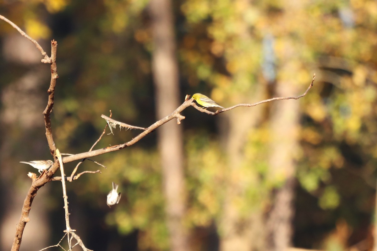 סבכון אורנים - ML645604821