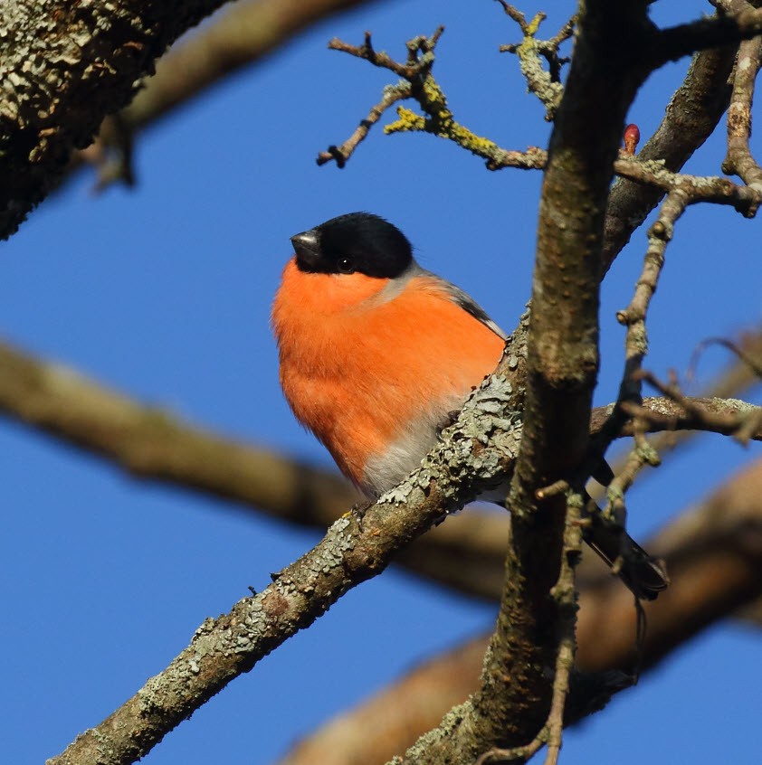 Eurasian Bullfinch - ML645604822