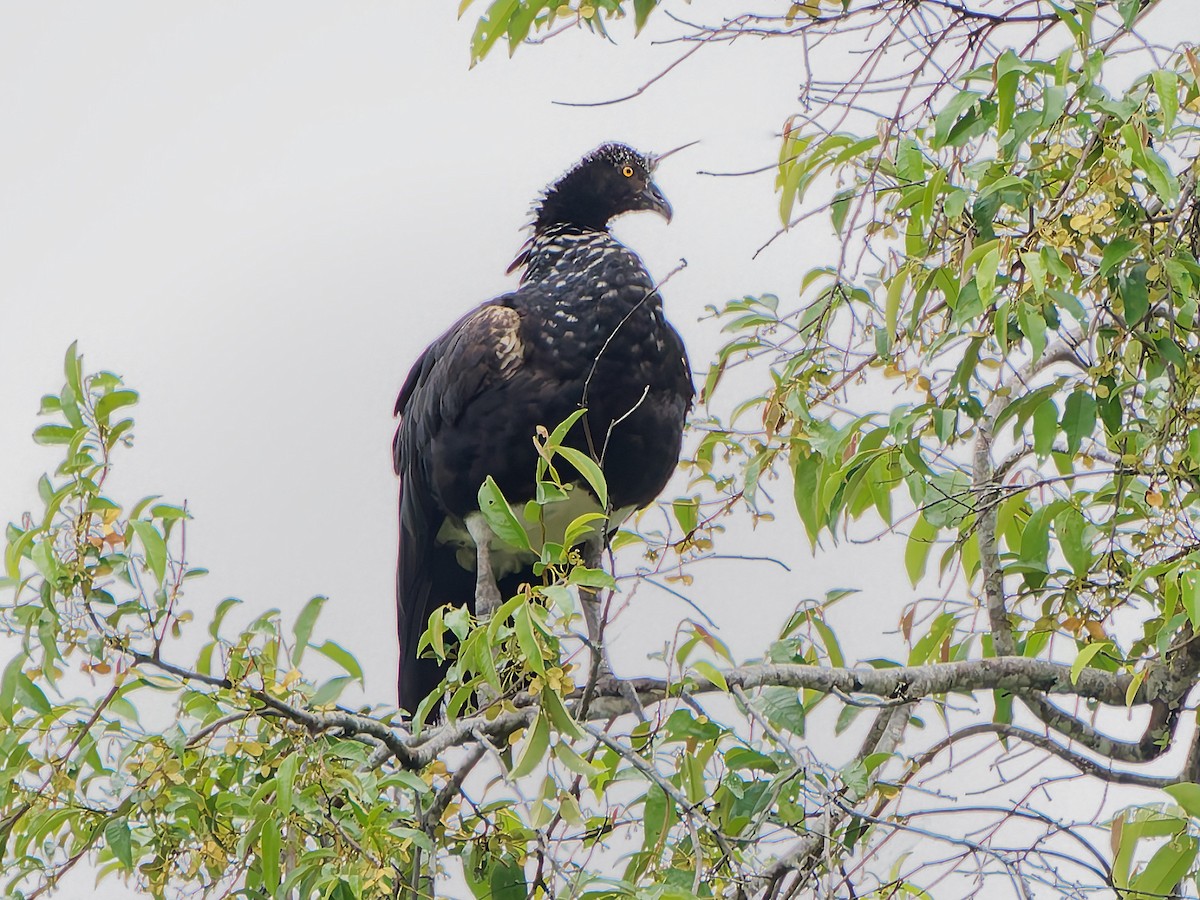 kamiš růžkatý - ML645604845