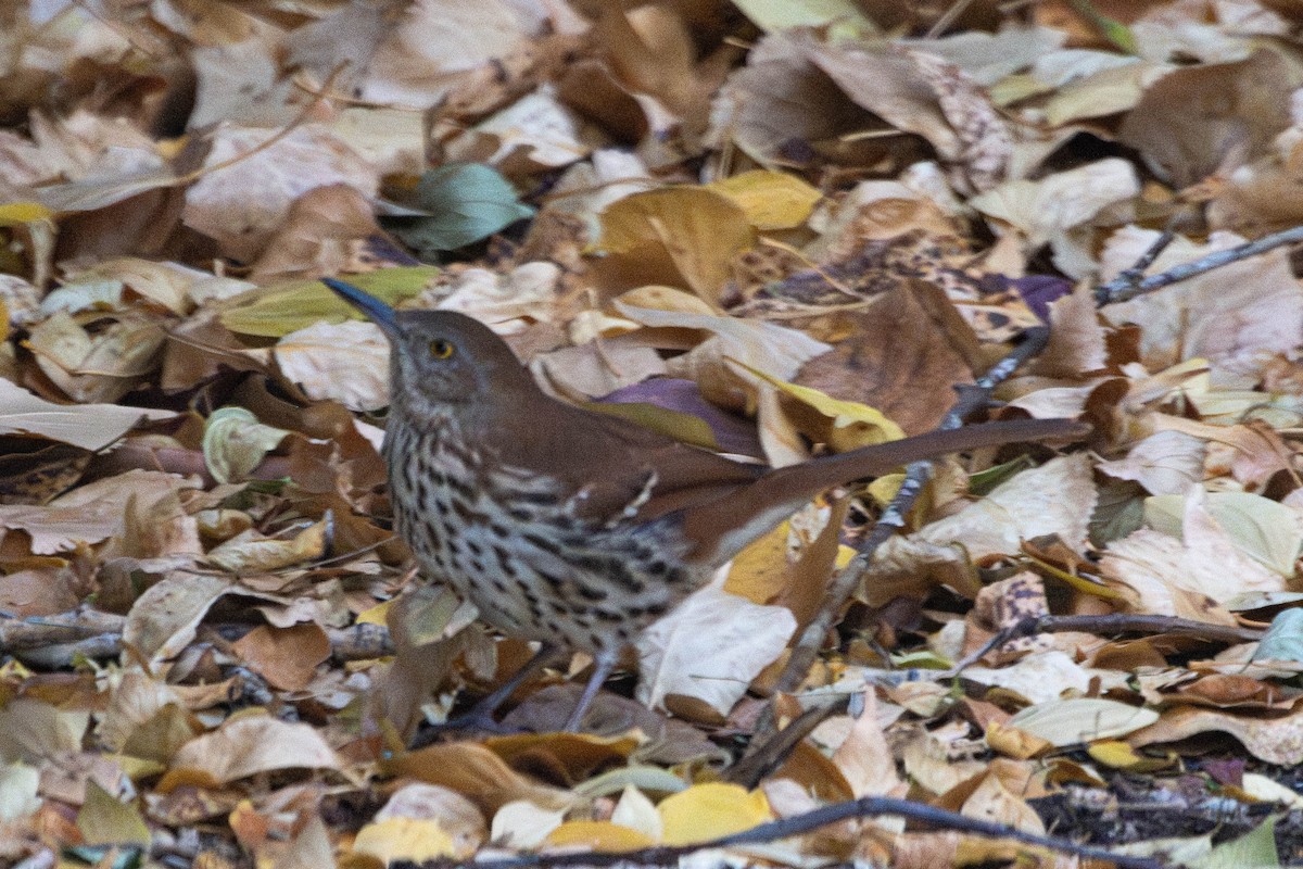 Brown Thrasher - ML645604849