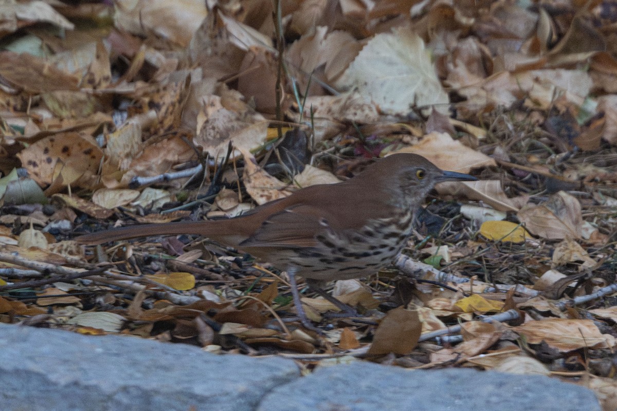 Brown Thrasher - ML645604850