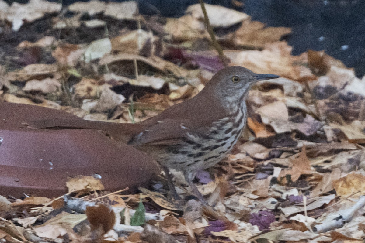 Brown Thrasher - ML645604851