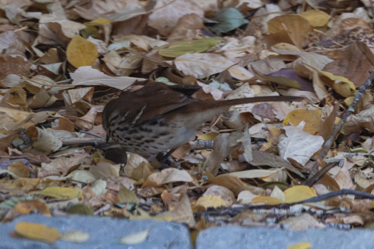 Brown Thrasher - ML645604852