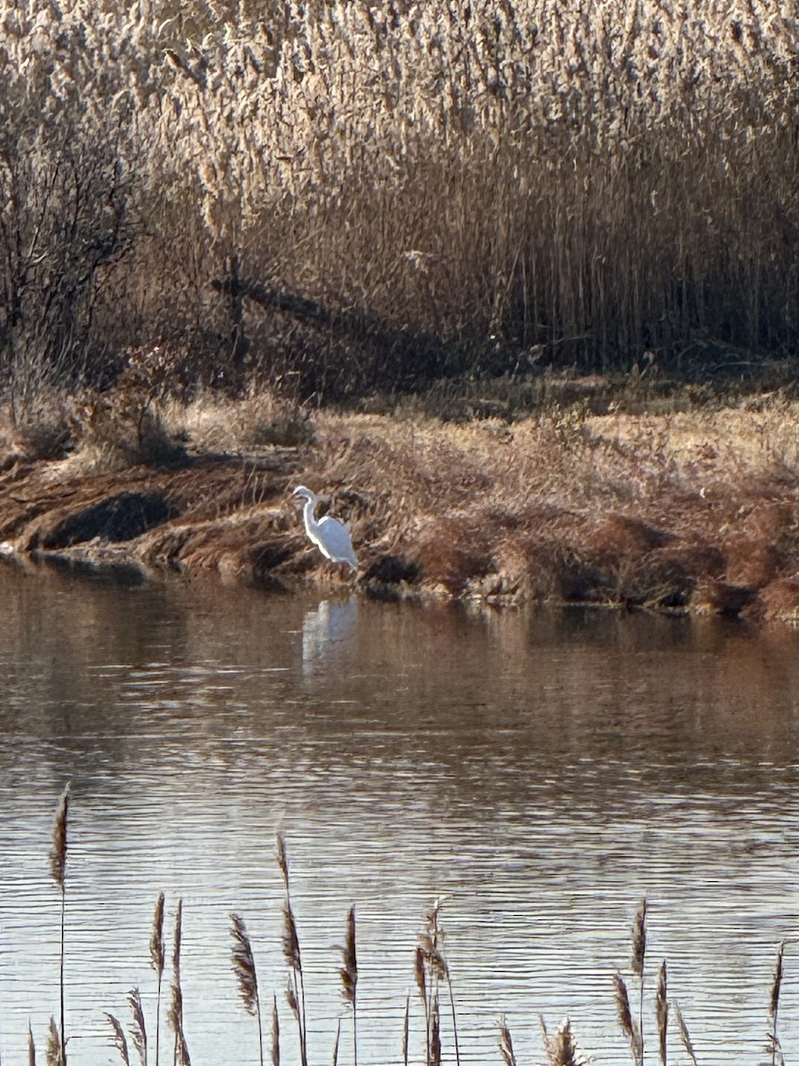 Great Egret - ML645604880
