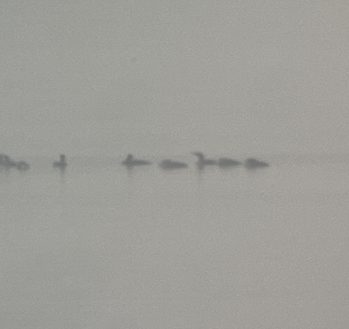 Cormorano - ML645604886