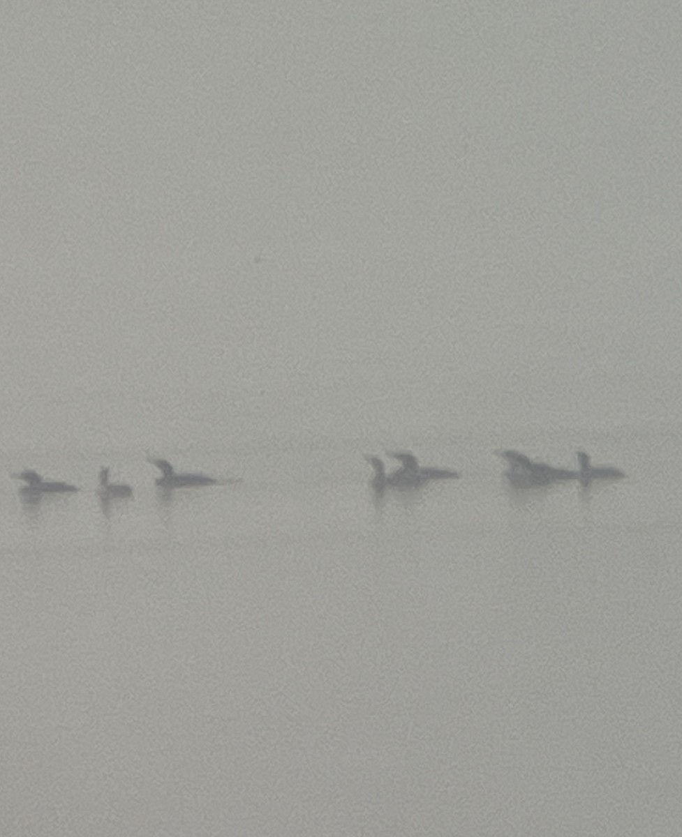 Cormorano - ML645604888