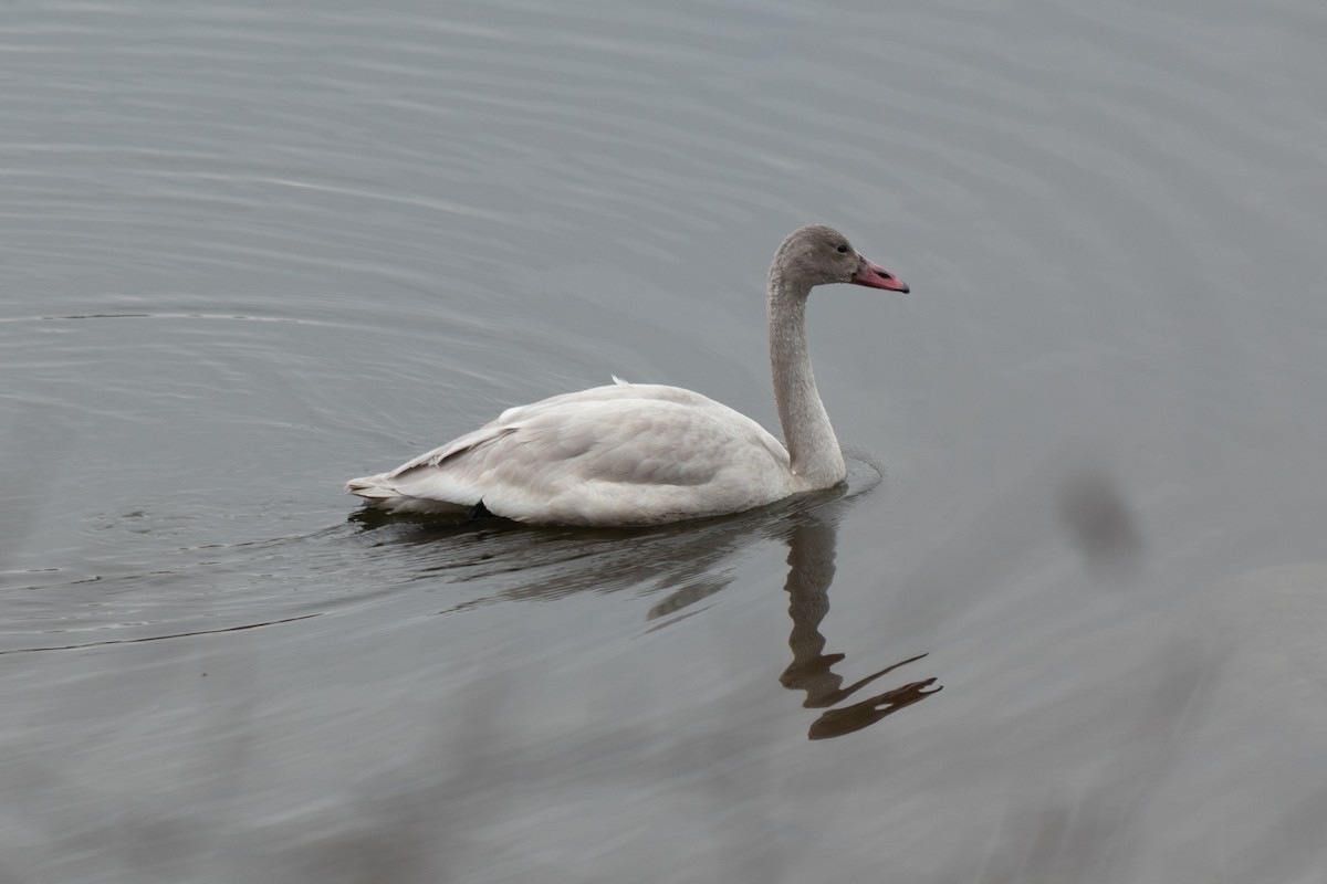 Tundra Swan - ML645604889