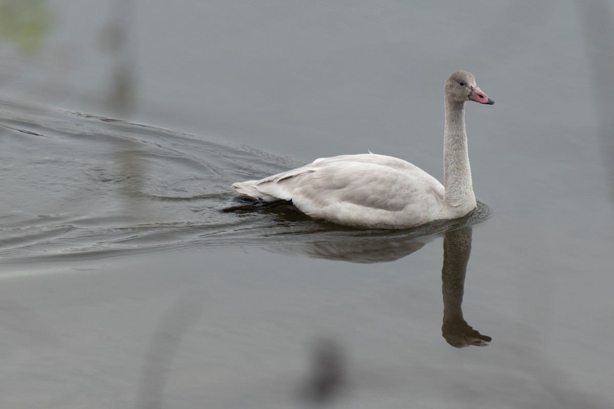 Tundra Swan - ML645604890
