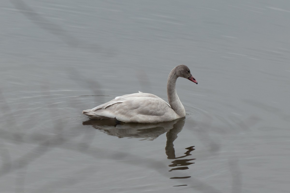 Tundra Swan - ML645604891
