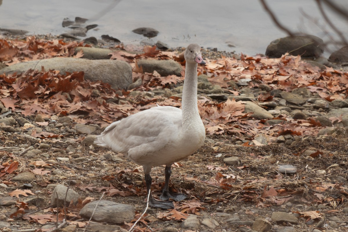 Tundra Swan - ML645604892