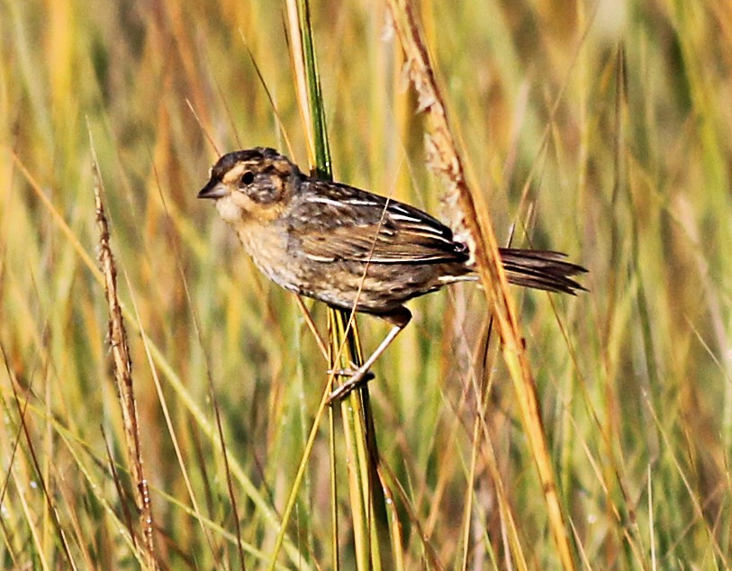 Nelson's Sparrow - ML645604908
