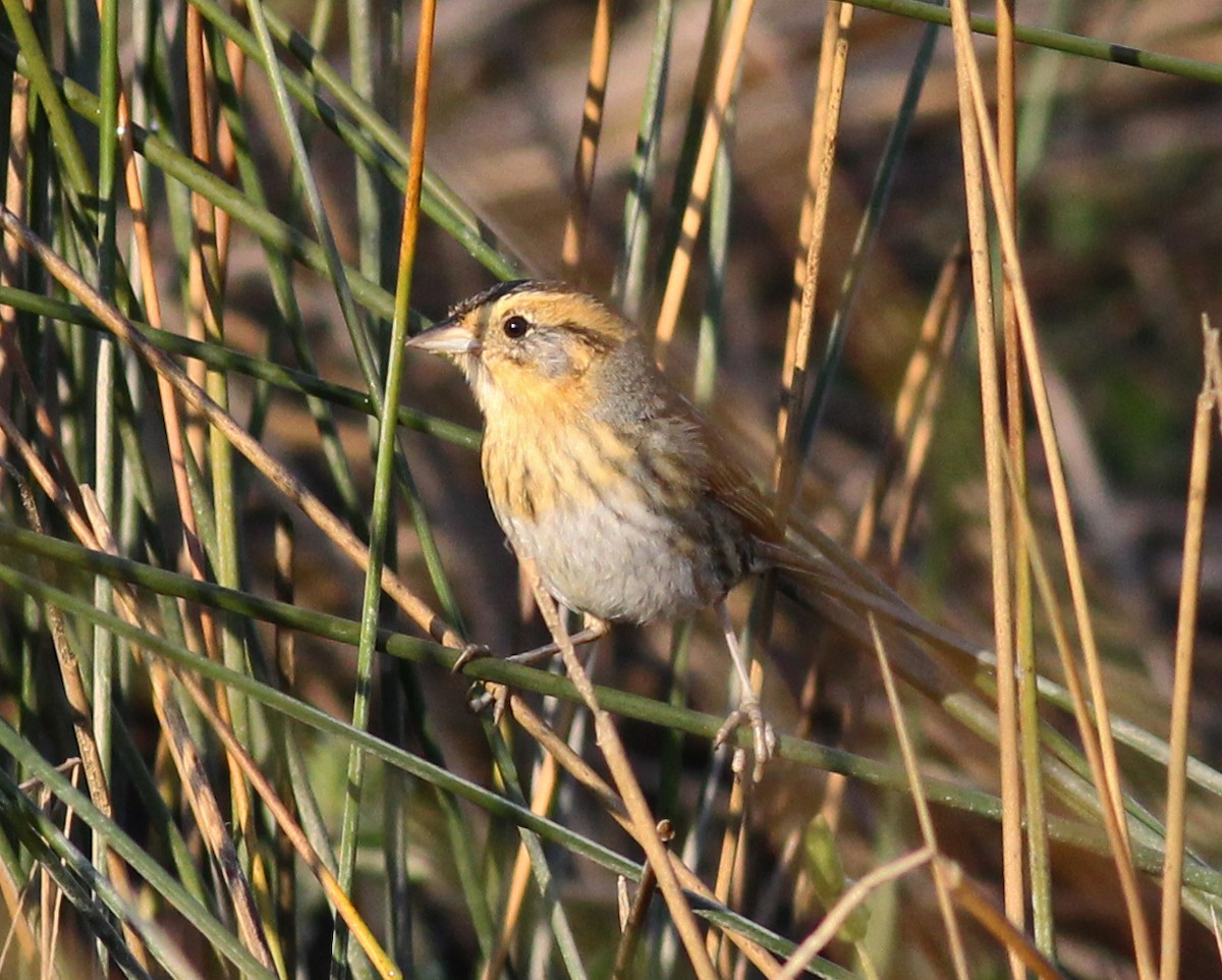 Nelson's Sparrow - ML645604909