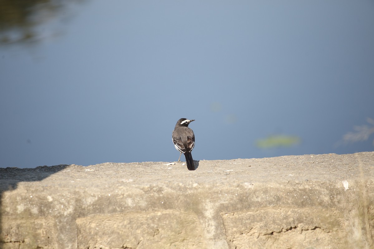 konipas indický - ML645604911