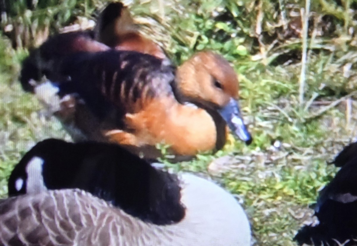 Fulvous Whistling-Duck - ML645604916