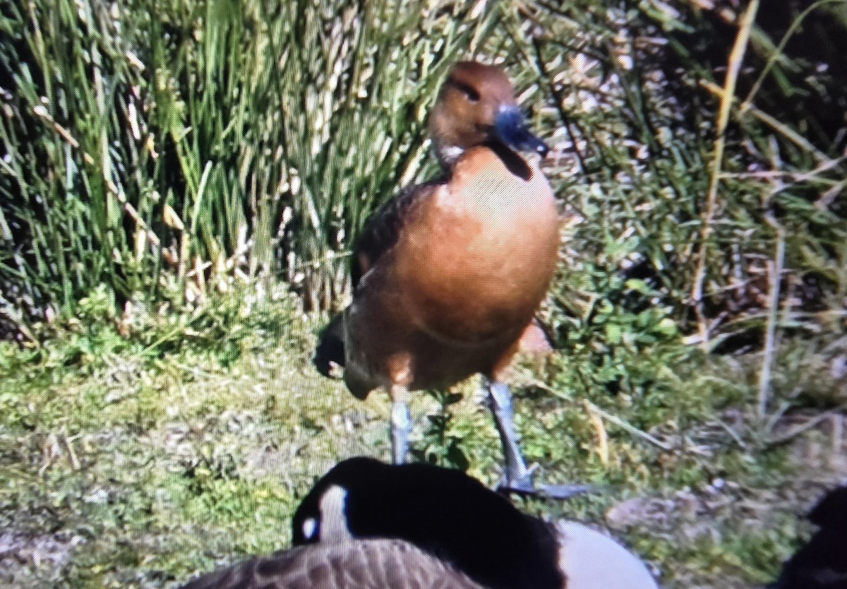 Fulvous Whistling-Duck - ML645604917