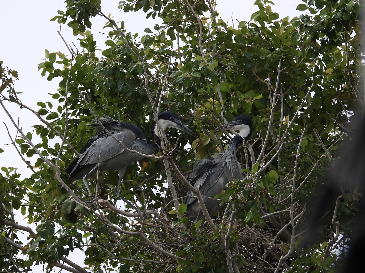 Héron mélanocéphale - ML645604920