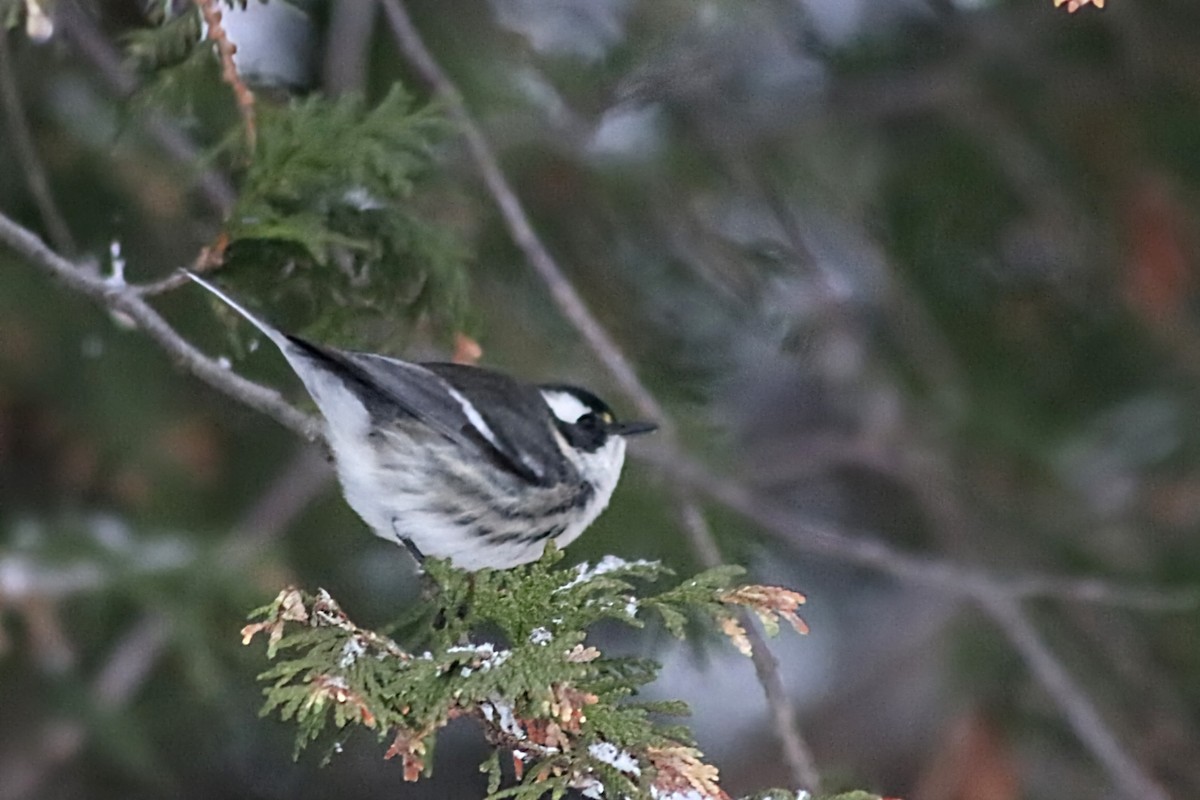 Reinita Gris - ML645604927