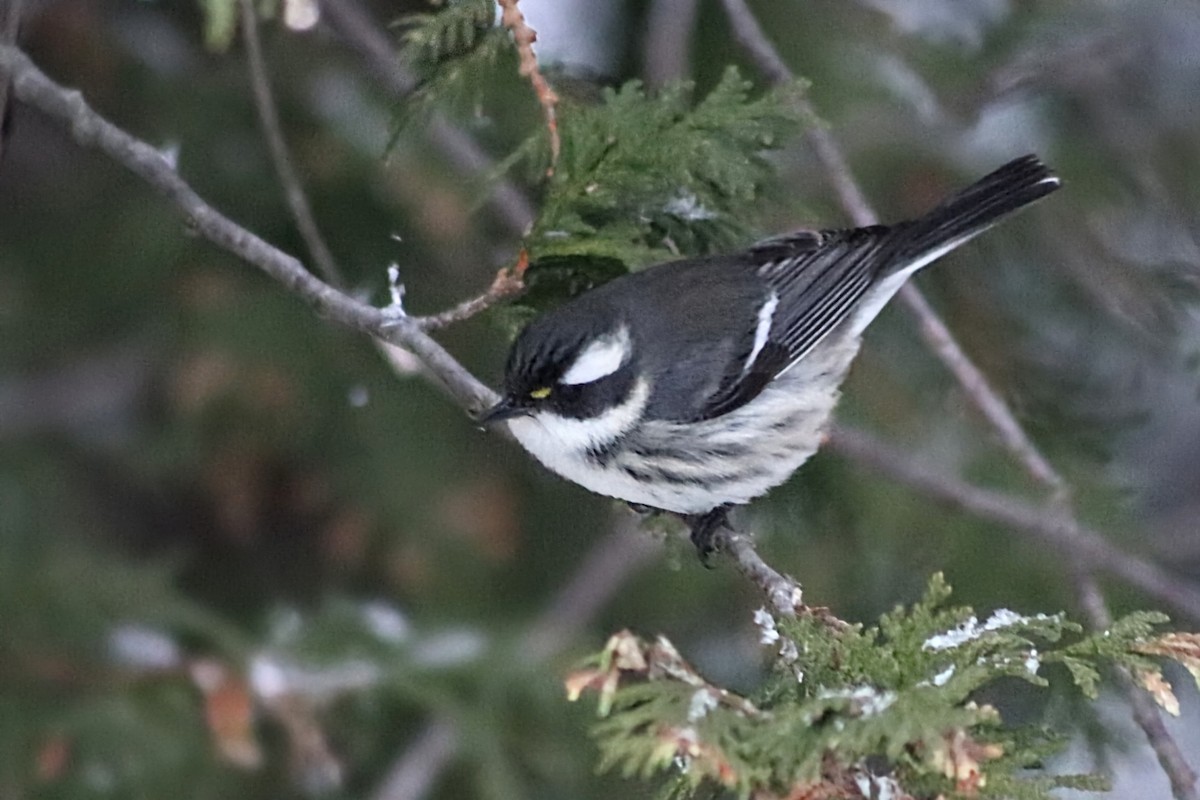 Reinita Gris - ML645604932