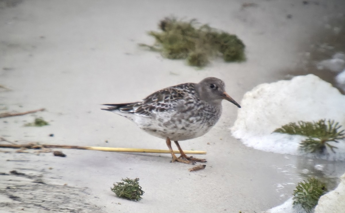 Purple Sandpiper - ML645604946