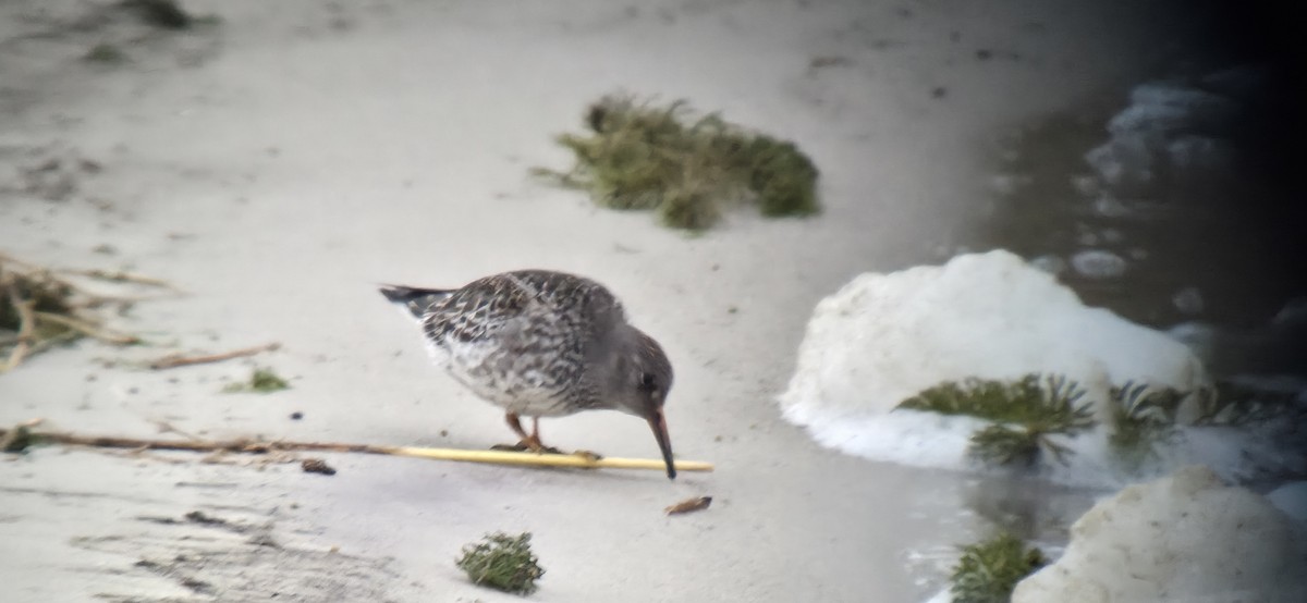 Purple Sandpiper - ML645604947