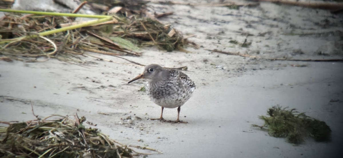 Purple Sandpiper - ML645604948