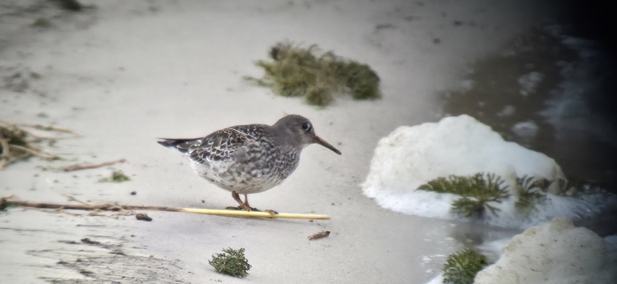 Purple Sandpiper - ML645604949