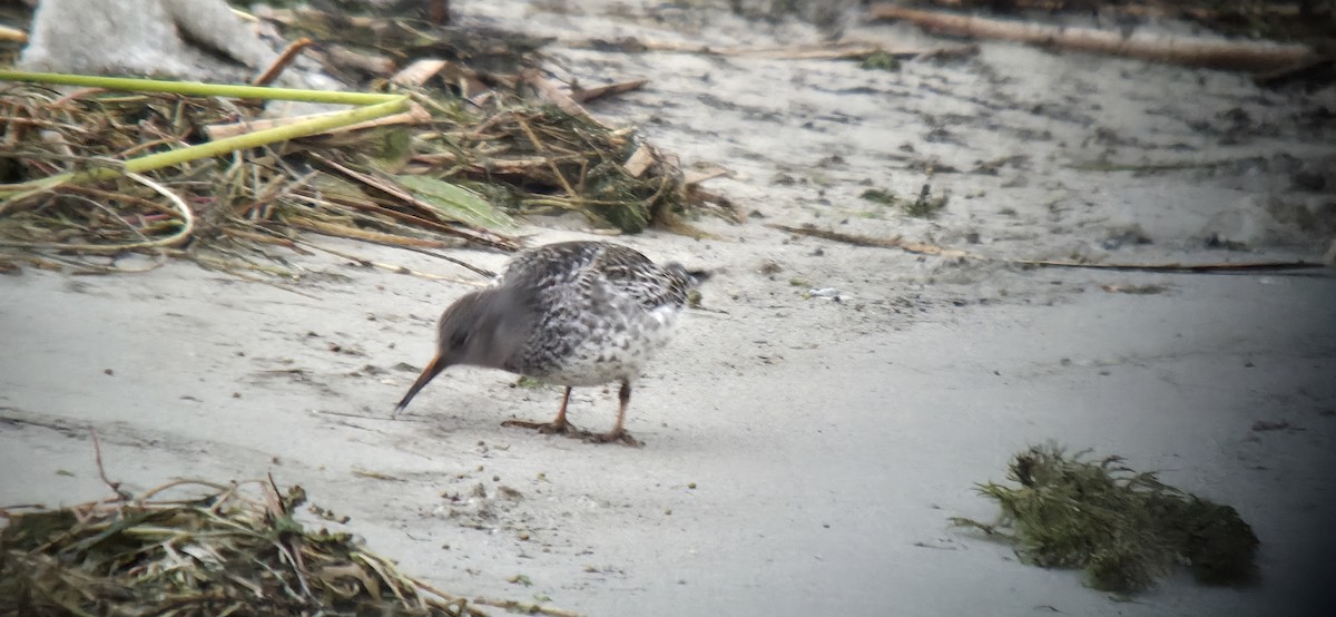 Purple Sandpiper - ML645604950