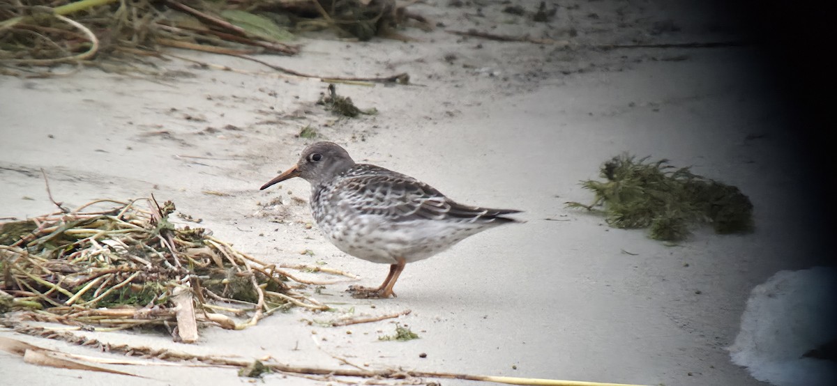 Purple Sandpiper - ML645604951