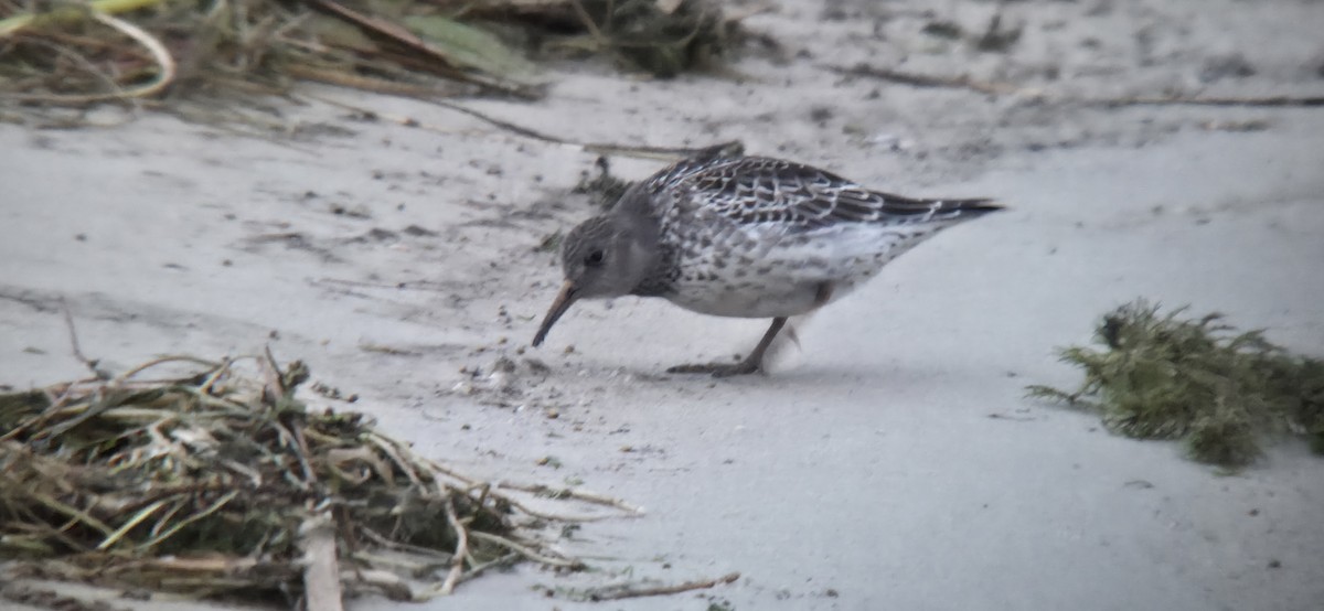Purple Sandpiper - ML645604952