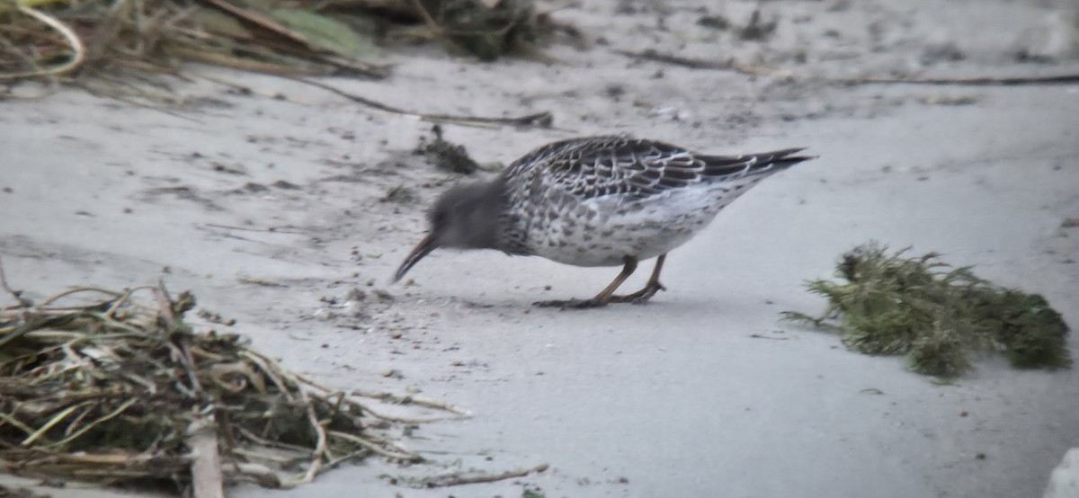 Purple Sandpiper - ML645604953