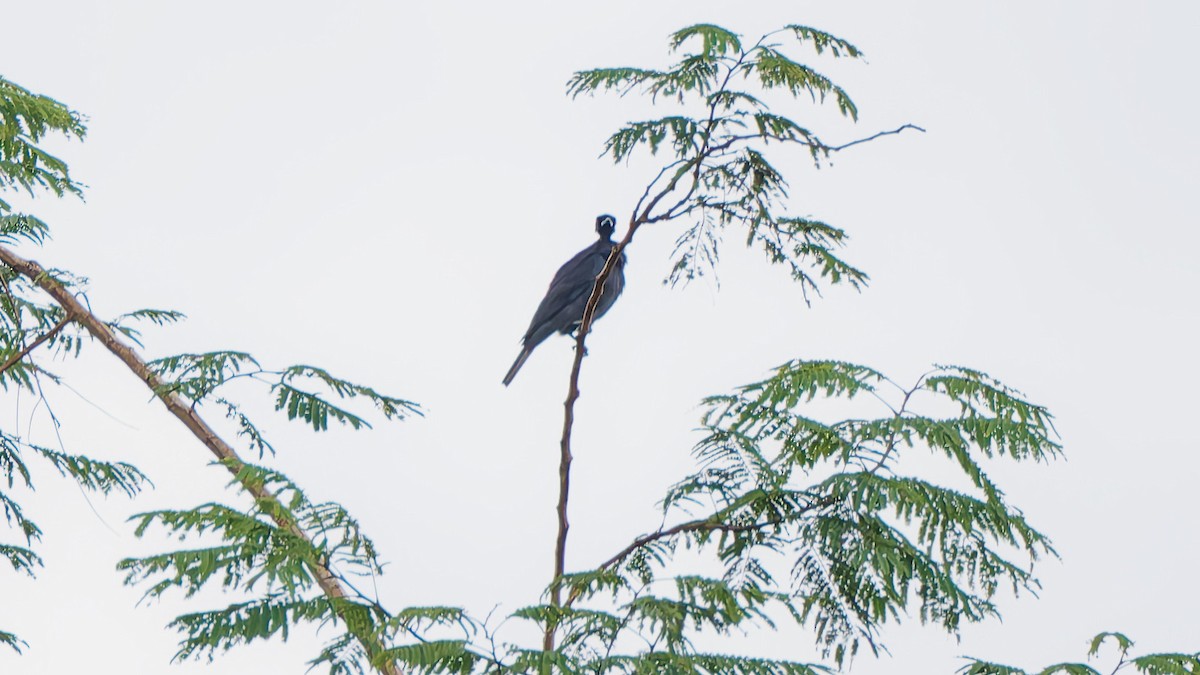 Bare-necked Fruitcrow - ML645604959