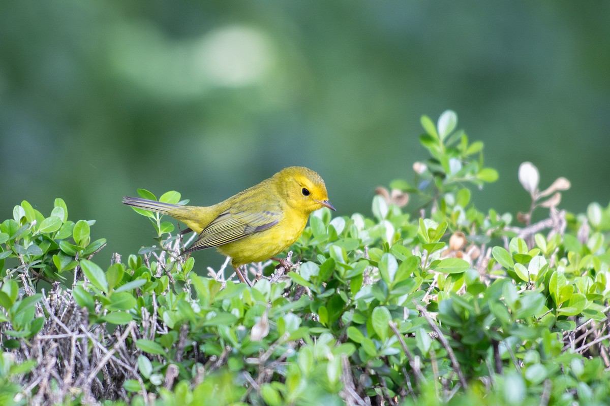 Wilson's Warbler - ML645604972