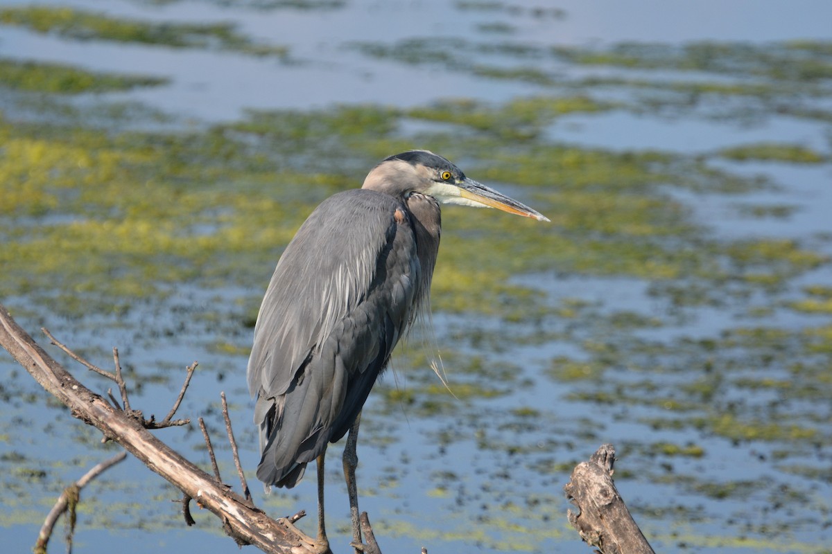 Great Blue Heron - ML645604977