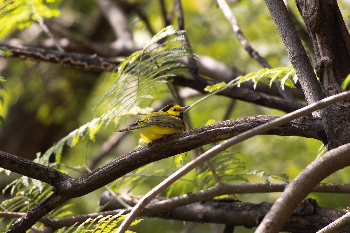 Hooded Warbler - ML645604984