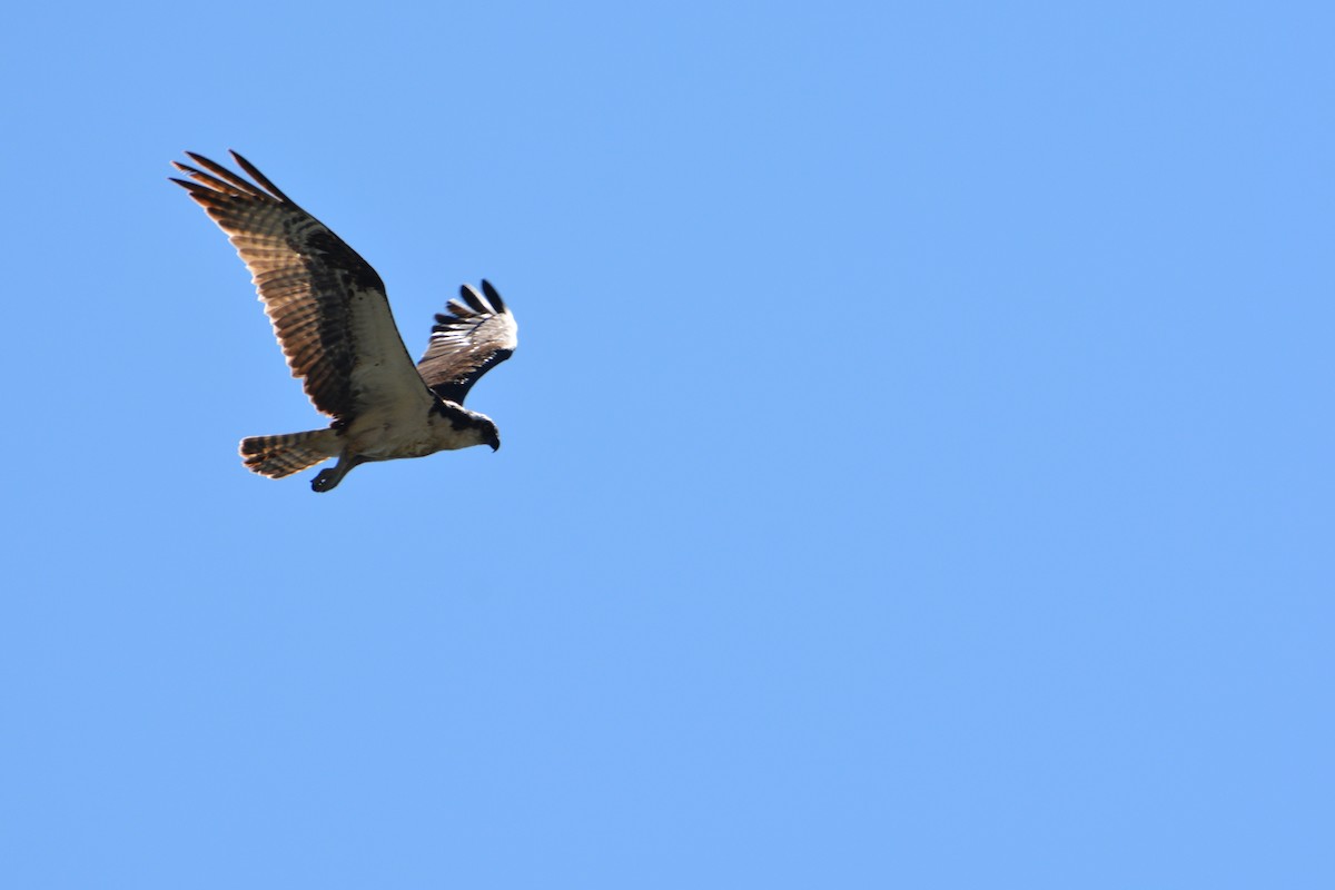 Загасч явлаг - ML645604990