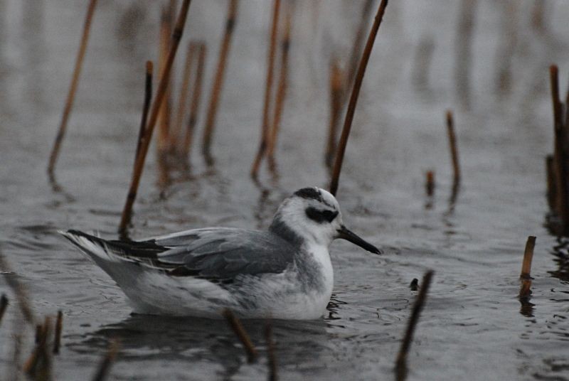 Red Phalarope - ML645604993