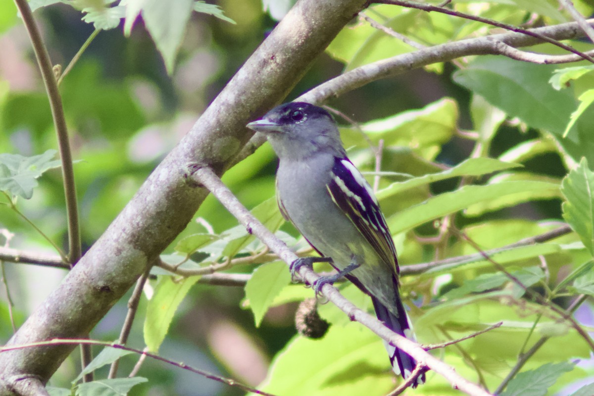 White-winged Becard - ML645604995