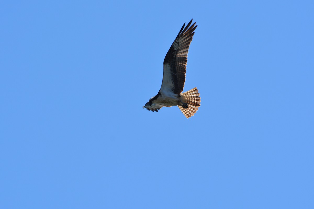 Загасч явлаг - ML645604998